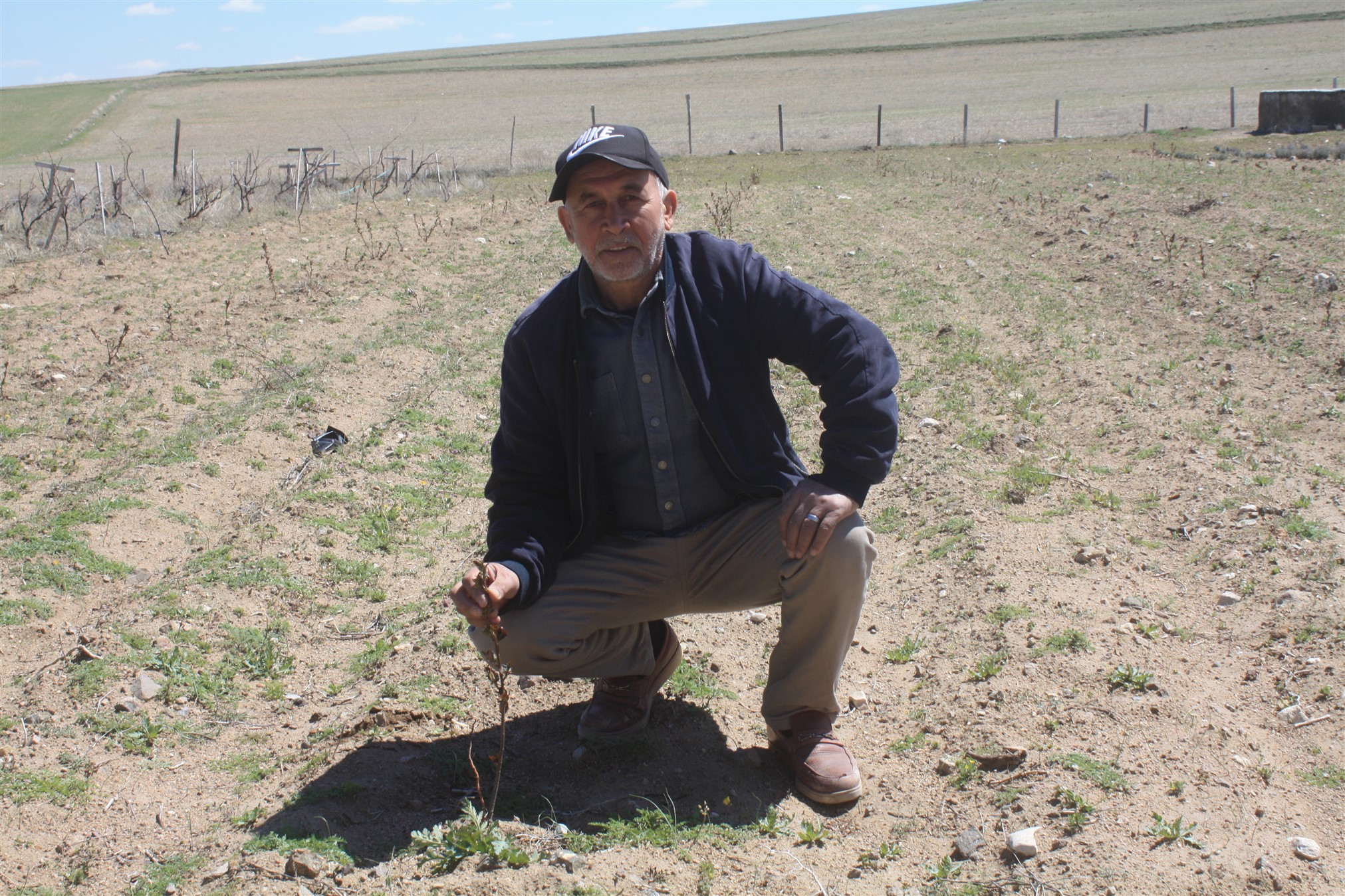 Yozgat Tarım ve Orman İl Müdürlüğü tarafından Boğazlıyan ilçesinde Kişniş,