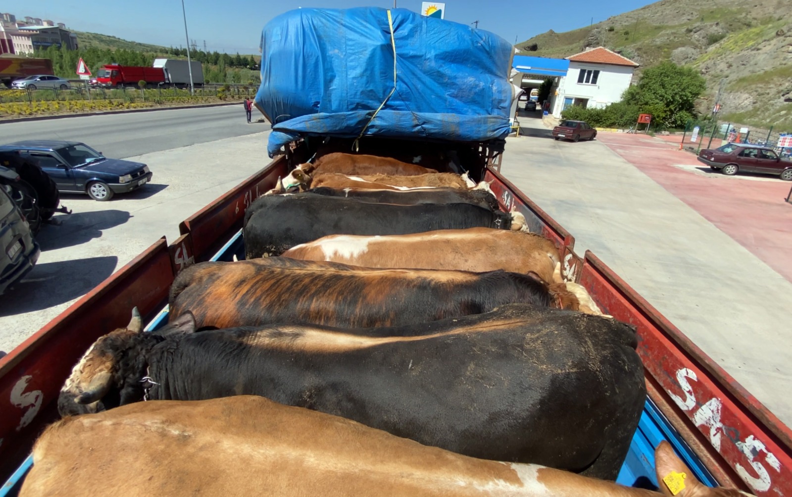 Yozgat’ta besiciler, Kurban Bayramı için besledikleri kurbanlıklarını, canlı hayvan pazarlarının