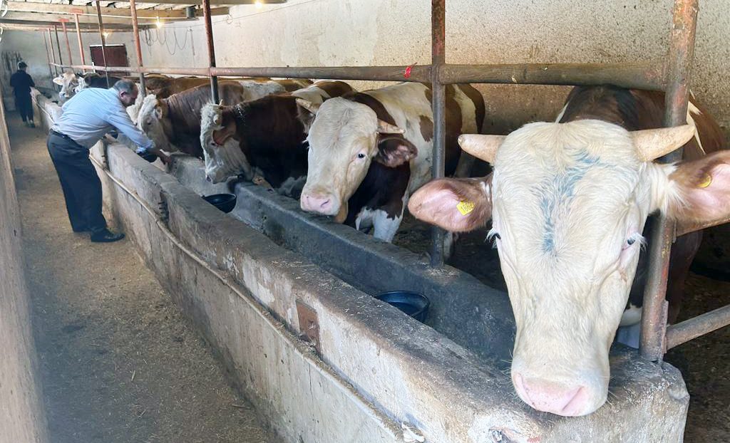 Yozgat’ta büyük bir zahmetle kurbanlık yetiştiren besiciler, Kurban Bayramının yaklaşmasıyla