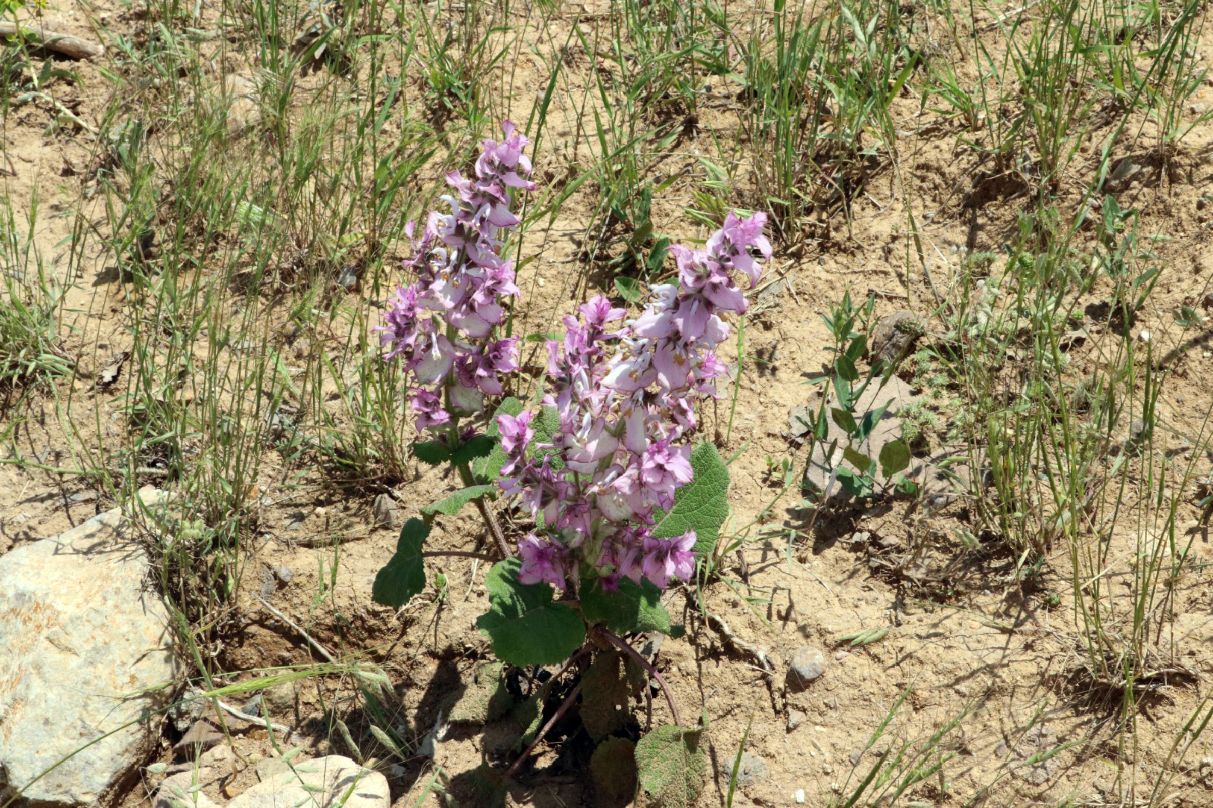 Yozgat’ın iklimsel, toprak özelliği, coğrafi yapısı dikkate alındığında tıbbi ve