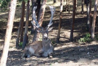 Yozgat’ın Akdağmadeni ilçesindeki Doğal Yaşam Alanı’nda bulunan kızıl geyiklerin sayıları
