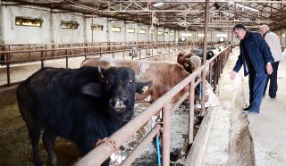 Yozgat'tan büyük şehirlere kurbanlık sevkiyatının şimdiden başladığını bildiren Yozgat Damızlık