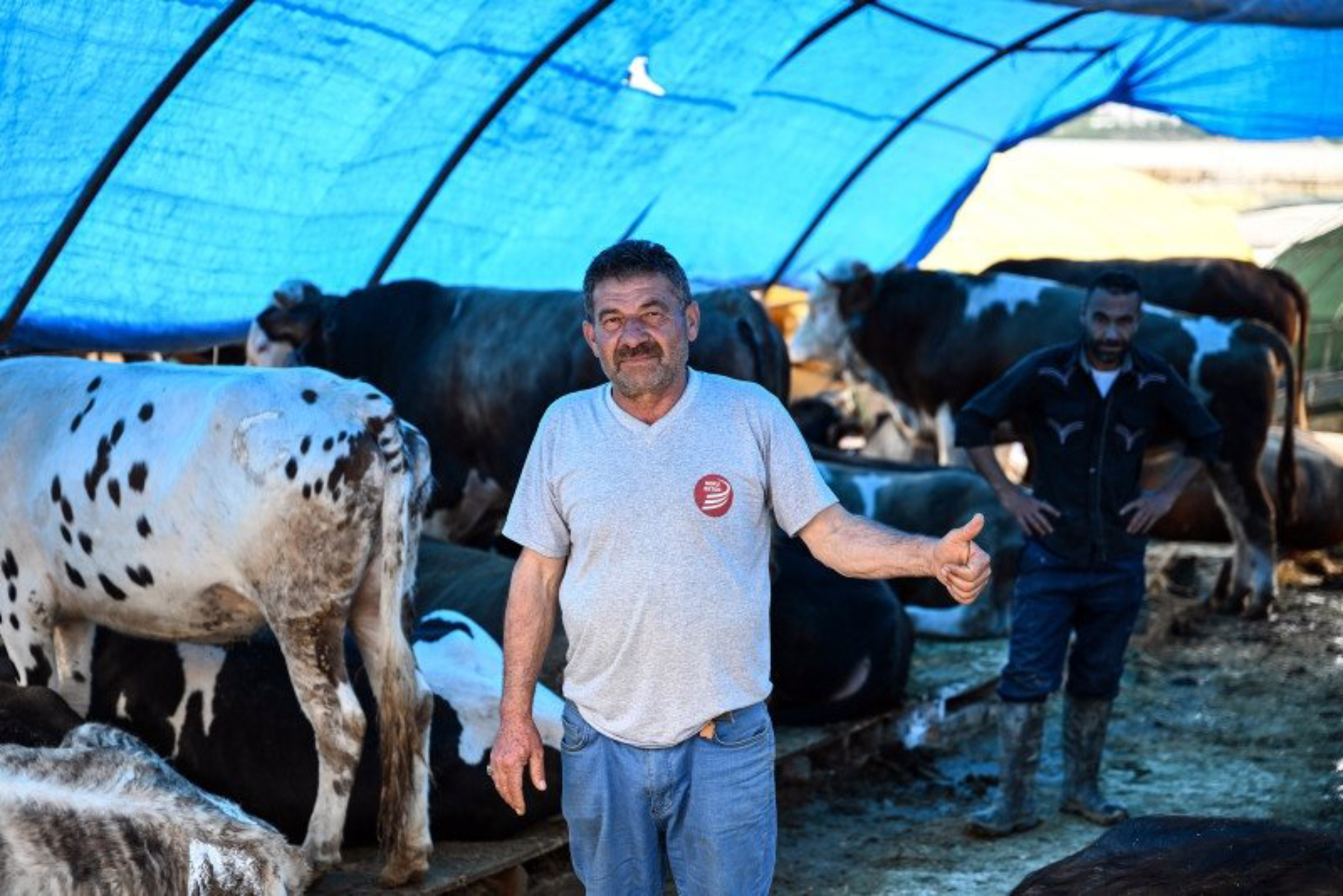 Kurban Bayramı'na sayılı günler kala Sivas Tarım ve Orman Müdürlüğü,