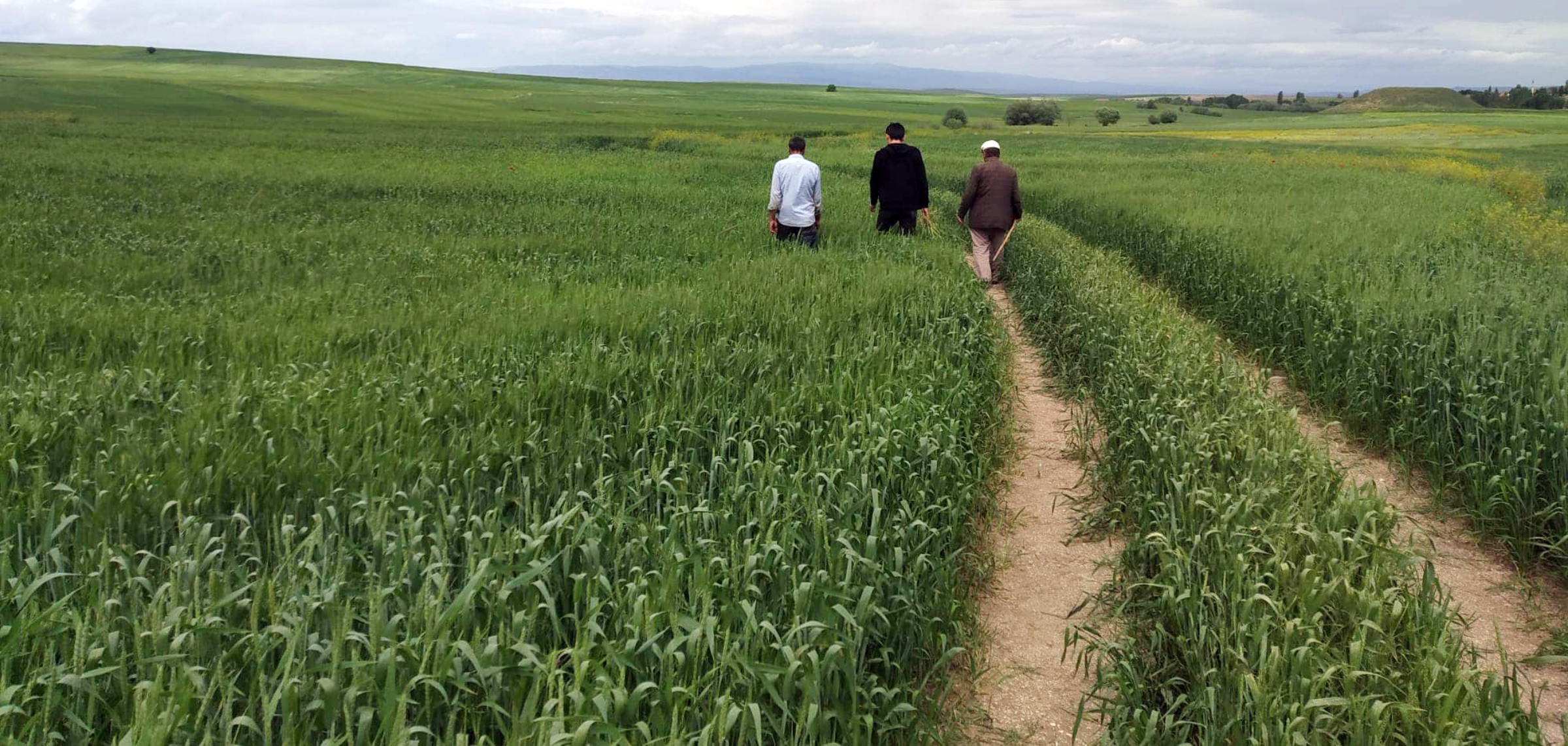 Yozgat’ta hububat alanlarında süne mücadelesi devam ediyor. Sünenin zarar eşiğinde