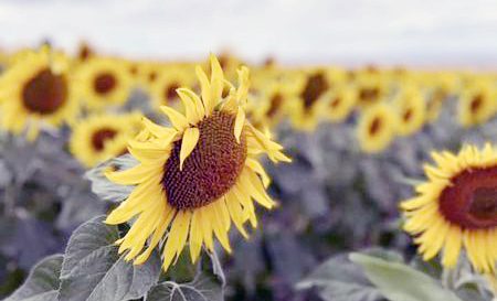 Yerköy İlçe Tarım ve Orman Müdürlüğü ekipleri tarafından Ayçiçeği ekili