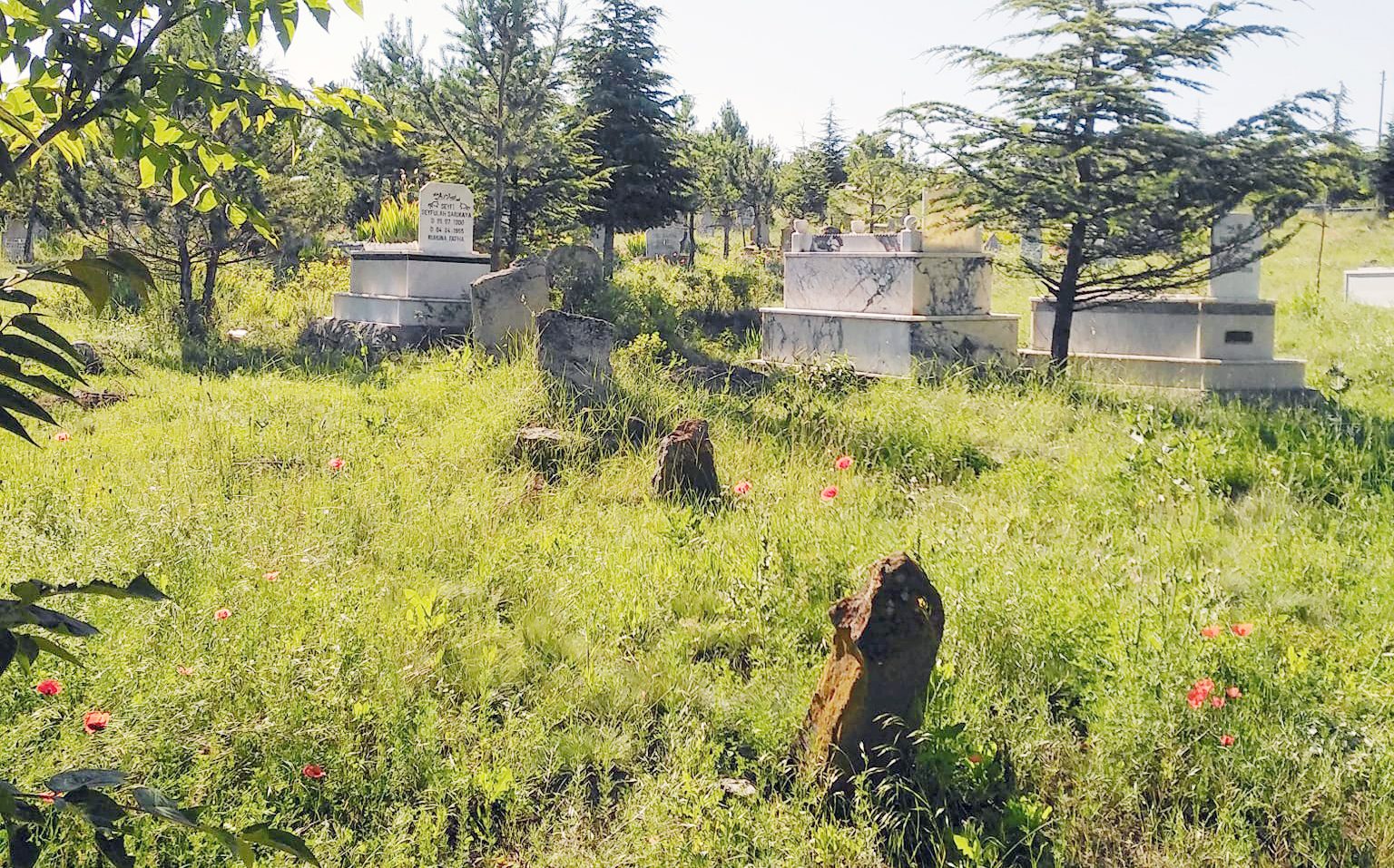 Sorgun ilçesine bağlı Taşpınar Köyünde yağışlardan dolayı ilaçlanamayan mezarlık ilaçlanarak