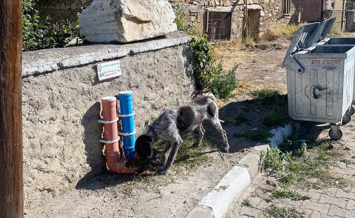 Çayıralan Belediye Başkanı Ömer Codar, 5199 sayılı Sokak Hayvanları Kanunu'na