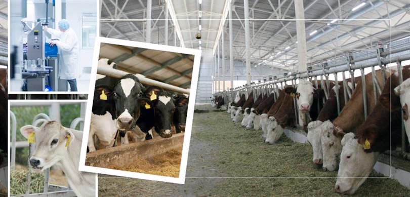 Tarım ve Orman Bakanlığı 26 ilde damızlık düve yetiştirme merkezleri