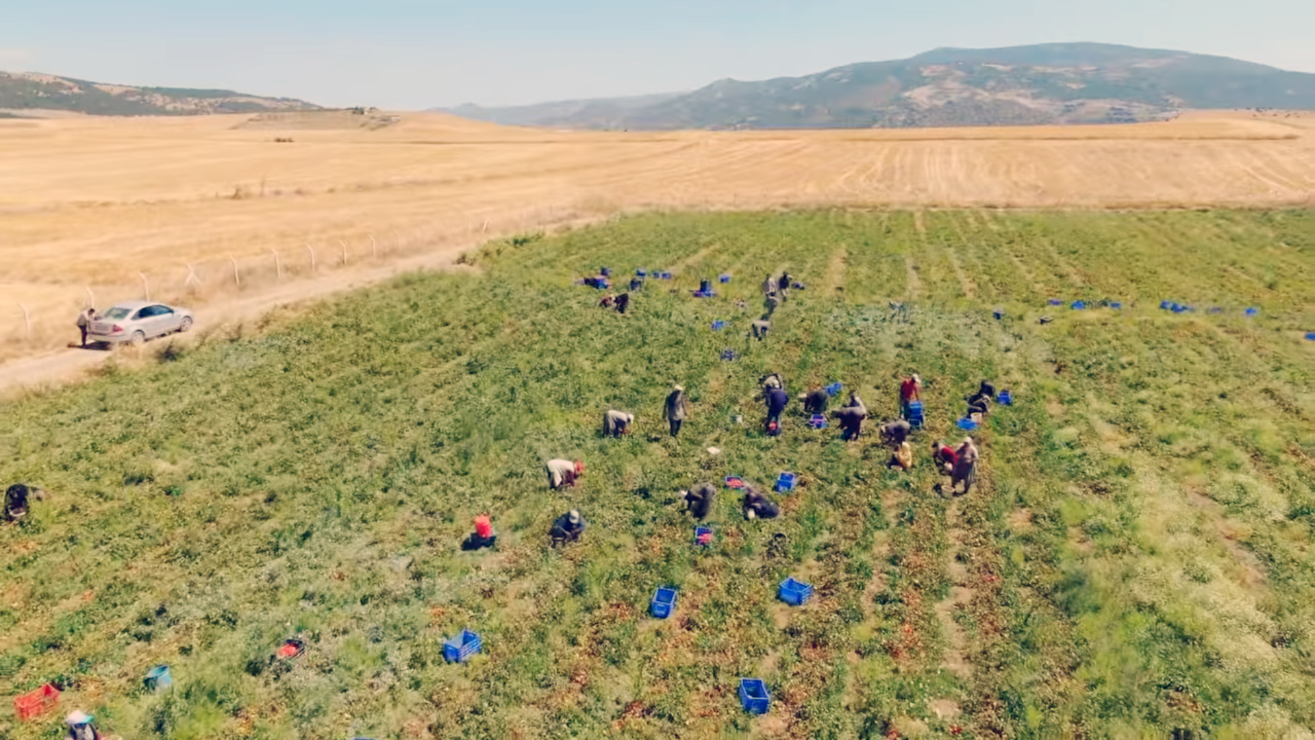 Çekerek Belediyesi tarafından 250 dekar alanda oluşturulan domates bahçesi ile