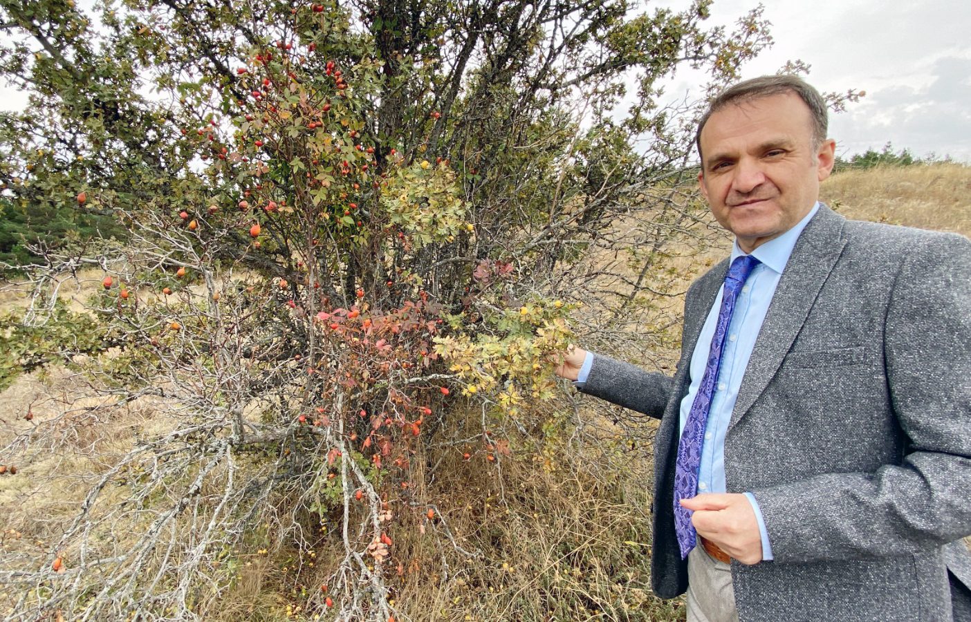 Yozgat’ın hemen hemen her bölgesinde doğal olarak yetişen ve Hititlerin