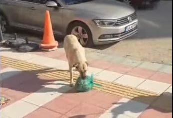 Yozgat’ta bir restoranın poşete koyup kaldırıma bıraktığı yiyecekleri alıp yavrularına