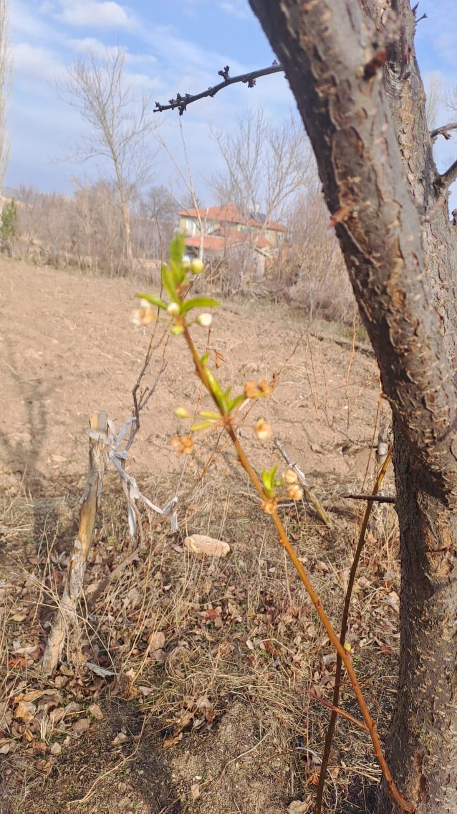 Yozgat'ın Sorgun ilçesine bağlı Büyüktaşlık köyünde, mevsim normallerinin üzerinde seyreden