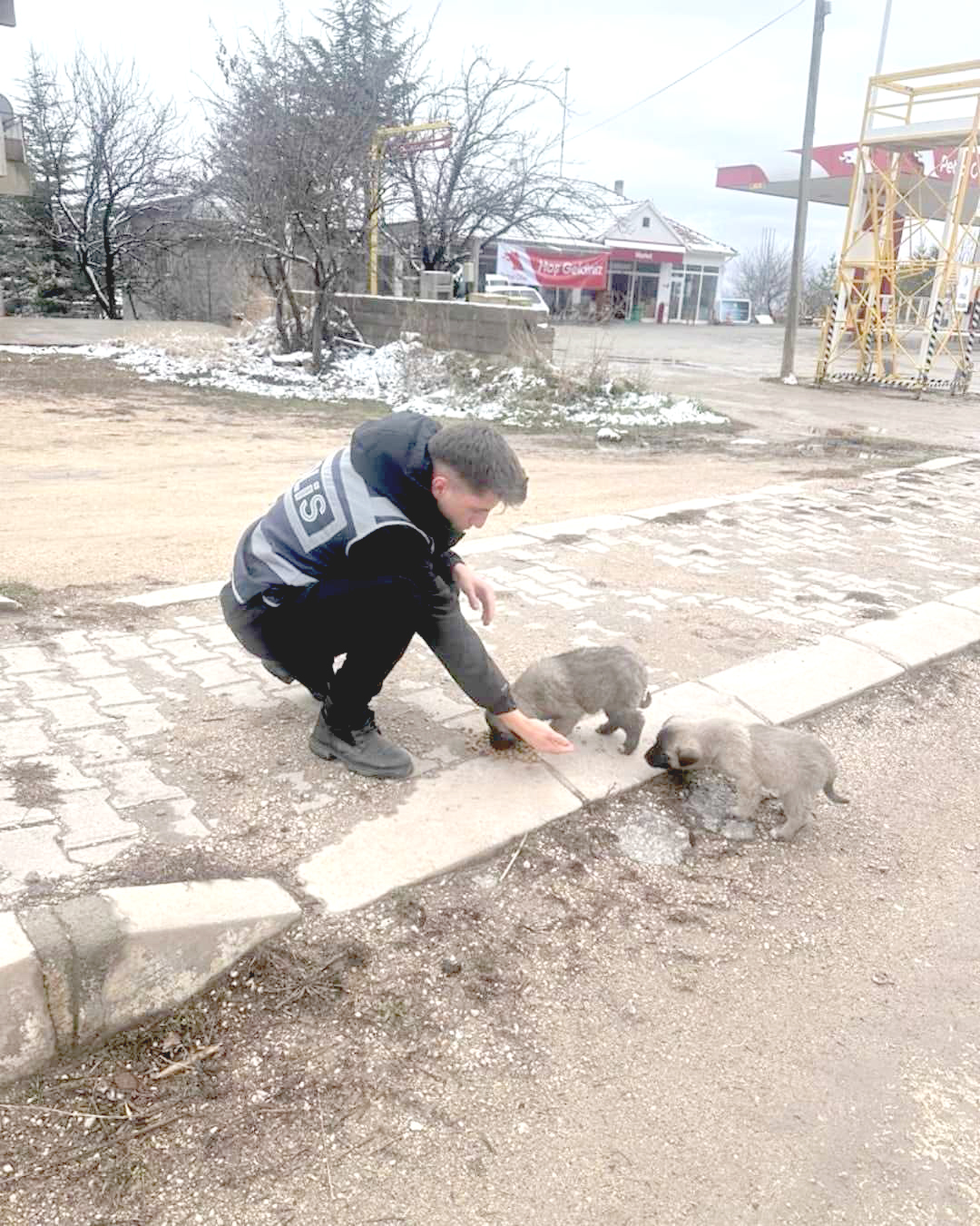 Yozgat'ta, soğuk kış şartları nedeniyle yiyecek bulmakta zorlanan sokak hayvanları