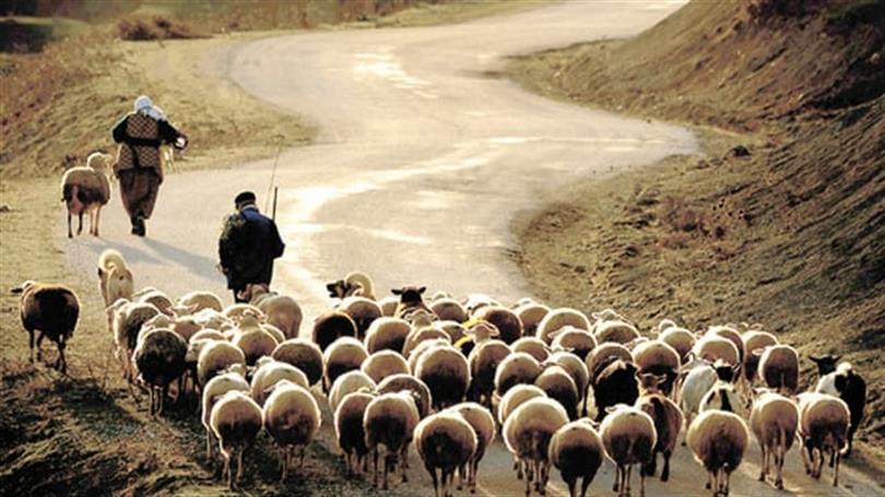 Çoban desteği yüzde 150 artışla zirveye çıktı