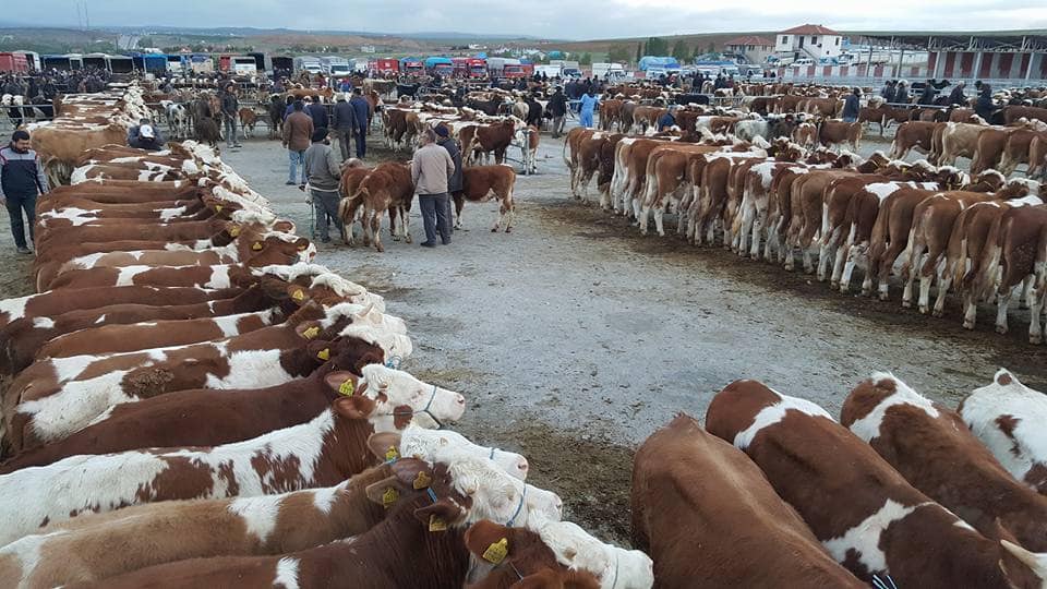 Türkiye İstatistik Kurumu (TÜİK) verilerine göre, büyükbaş ve küçükbaş hayvan