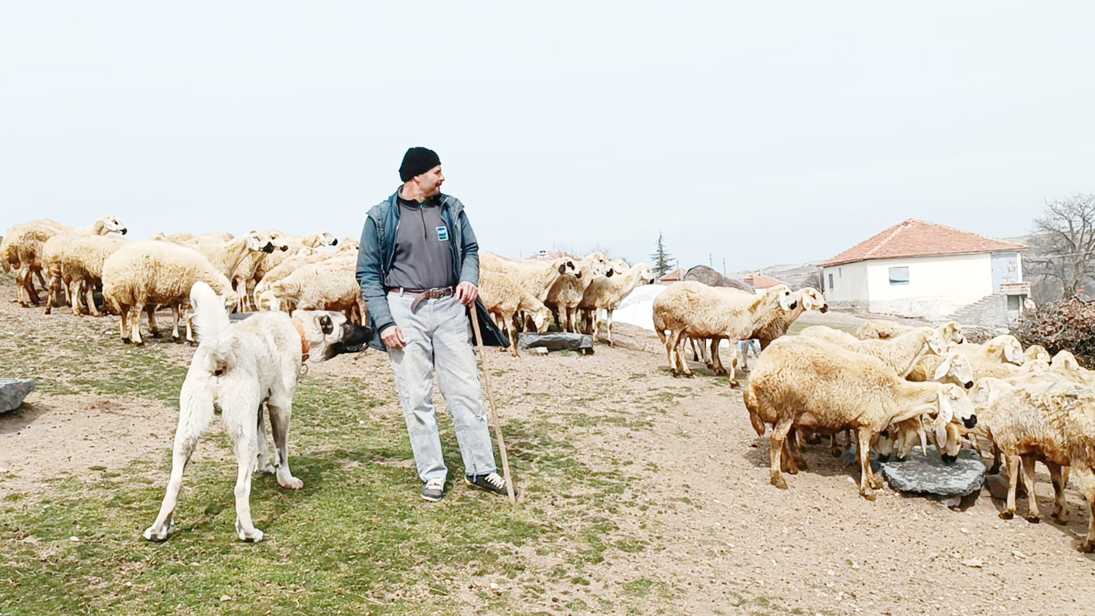 Akdağmadeni’nde koyun yetiştiriciliğiyle iştigal eden Yusuf Atılgan, organik olarak beslediği