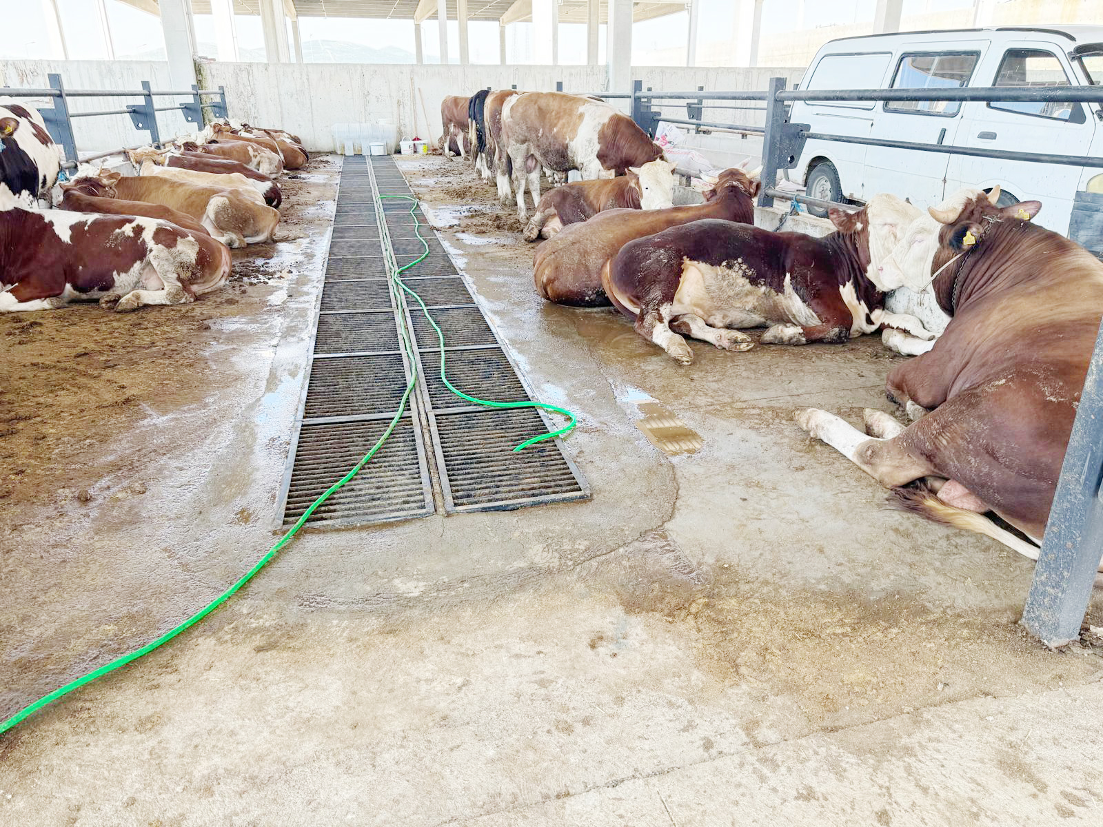 Kurban bayramına sayılı günler kala kurbanlıklarda görücüye çıkmaya başladı. Vatandaşlar