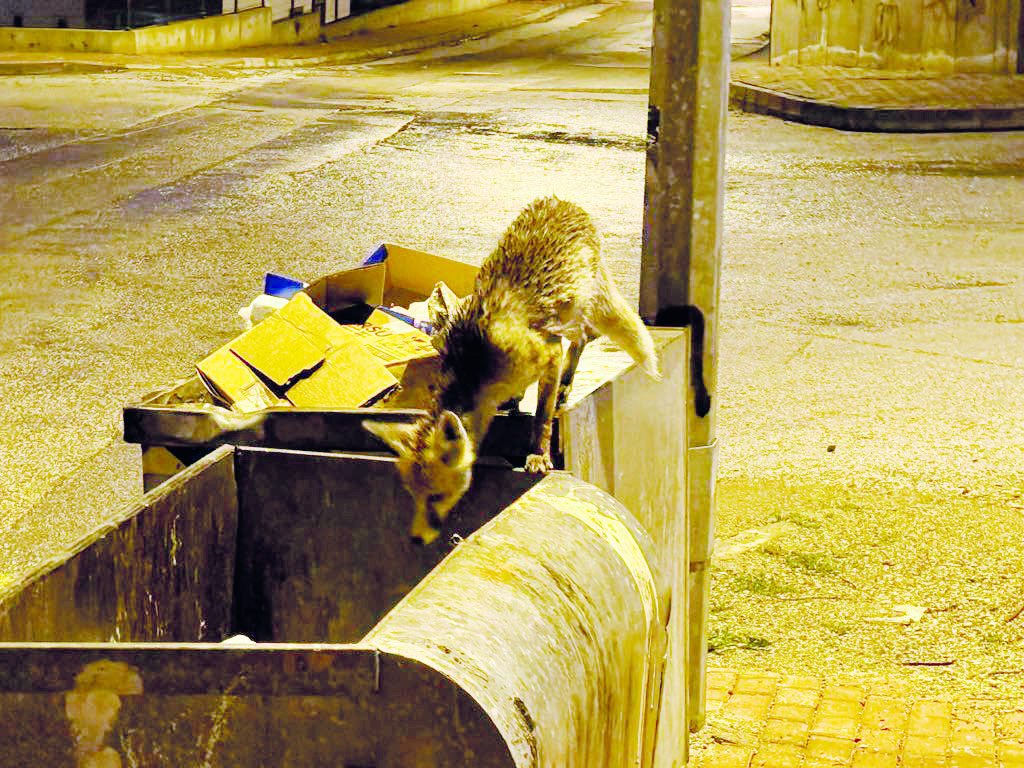 Doğal yaşam alanlarında beslenme zorluğu çeken bir tilki, Yozgat'ın Bilal