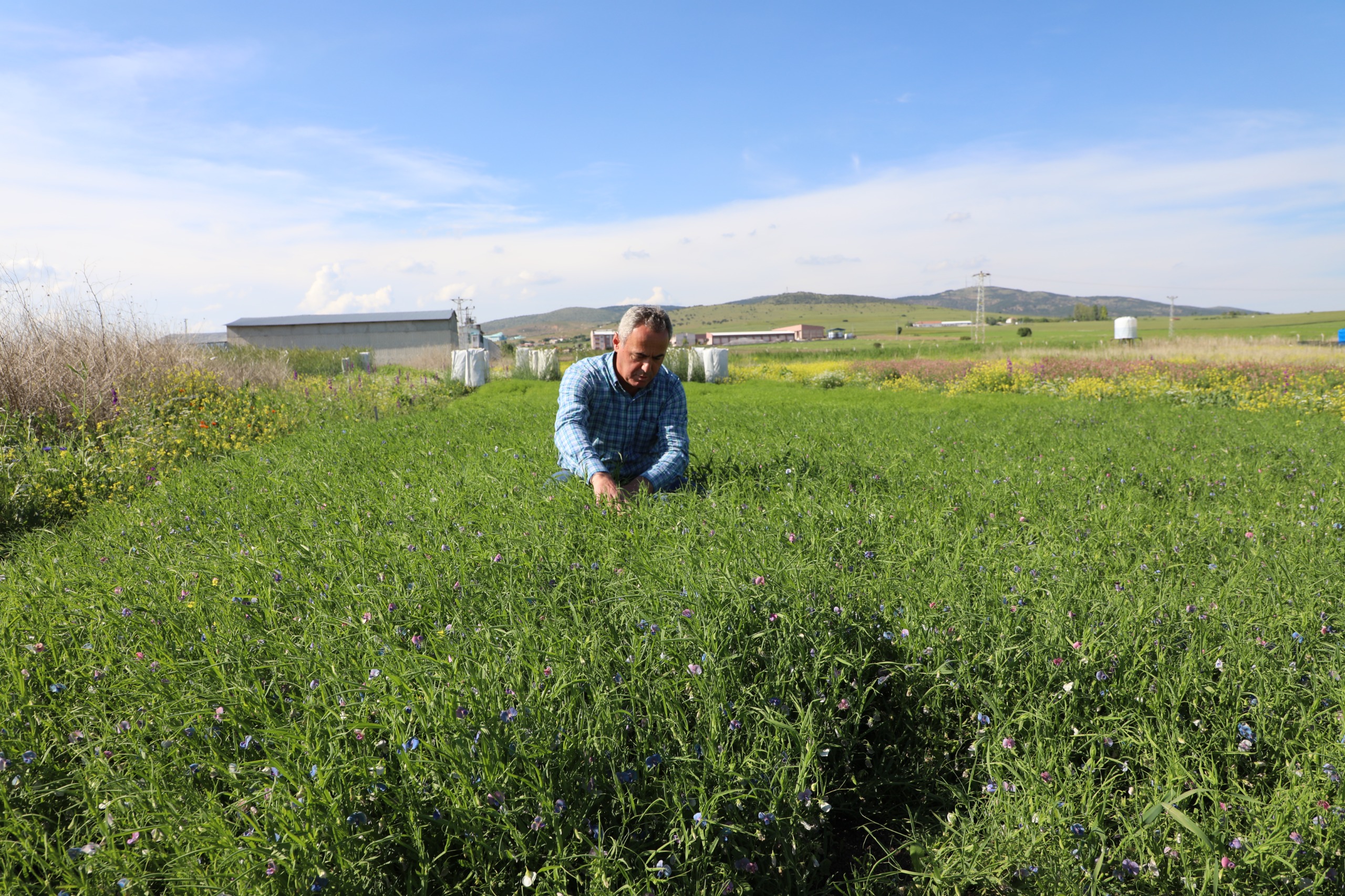 Yozgat’ta yüksek protein değeri, soğuk ve kuraklığa dayanıklı yem bitkisi
