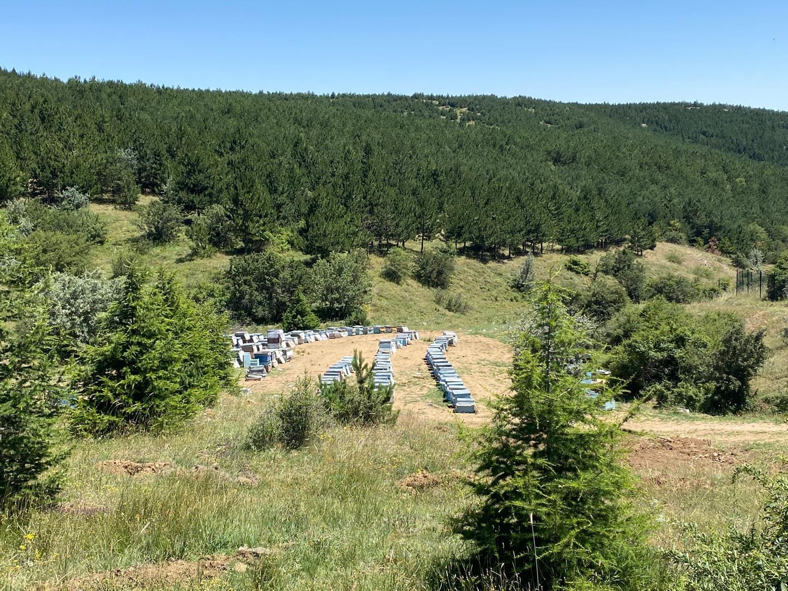 Yozgat'ın verimli topraklarına sahip Çamlık Bal Ormanı'nda yeni bir dönem