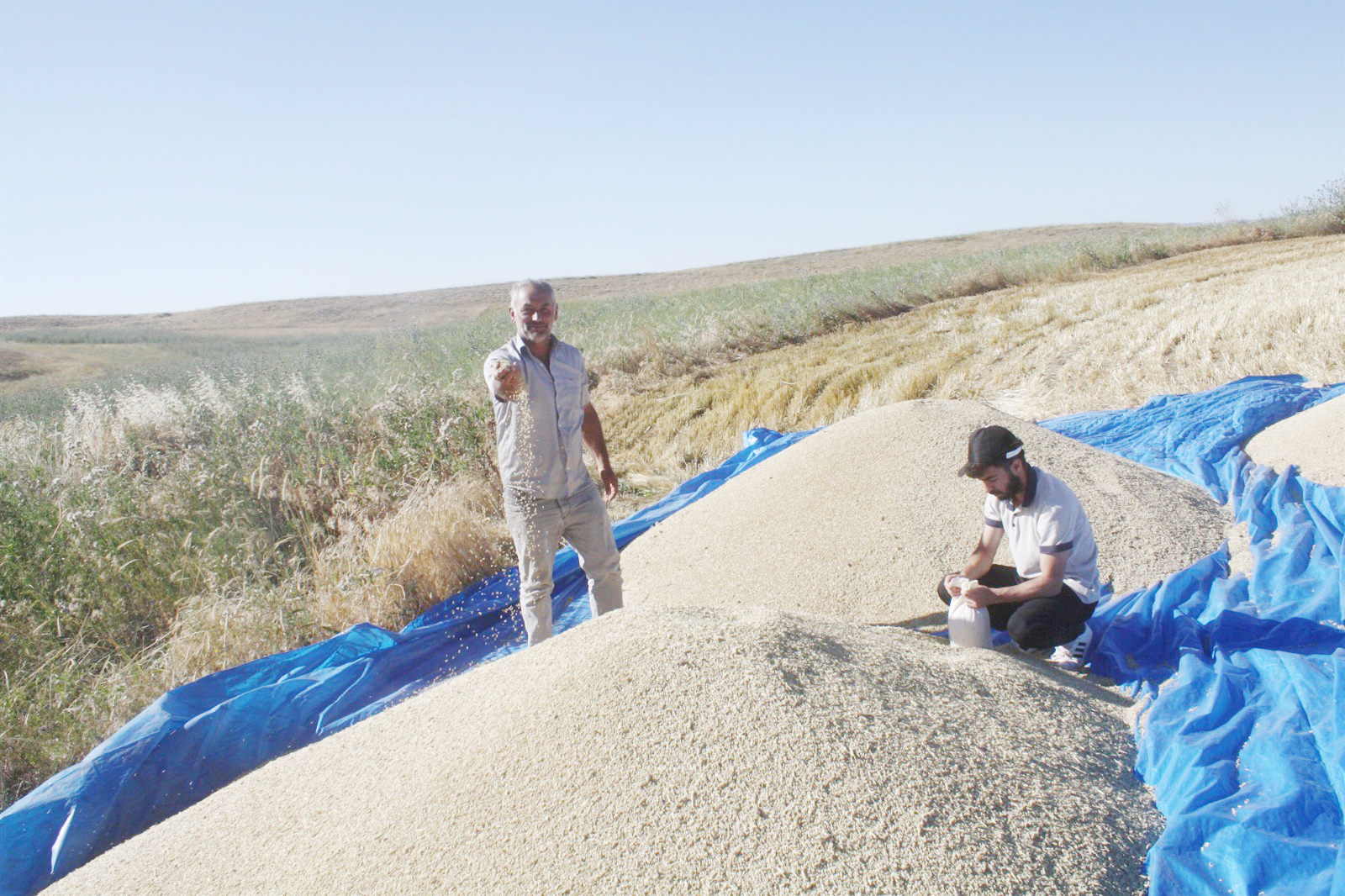 Yerli arpa çeşitlerini tanıtmak ve yaygınlaştırmak için uygulanan arpa çeşit