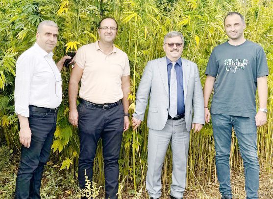 Yozgat Bozok Üniversitesi İhtisas alanı endüstriyel kenevirle ilgili çeşit ıslahını