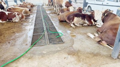 Et ve Süt Kurumu (ESK), yaklaşan Ramazan ayında tüketicilerin uygun