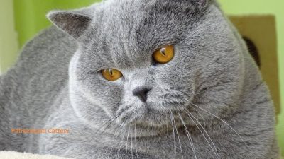 Evde kedi beslemek, birçok insan için keyifli bir deneyim olsa