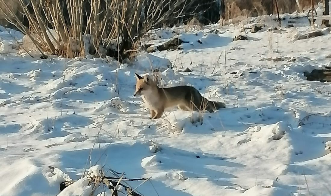 Yozgat’ın şehir merkezine yakın bölgelerinde, soğuk kış günlerinde yiyecek bulmakta