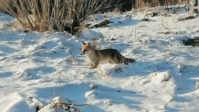 Yozgat’ın şehir merkezine yakın bölgelerinde, soğuk kış günlerinde yiyecek bulmakta