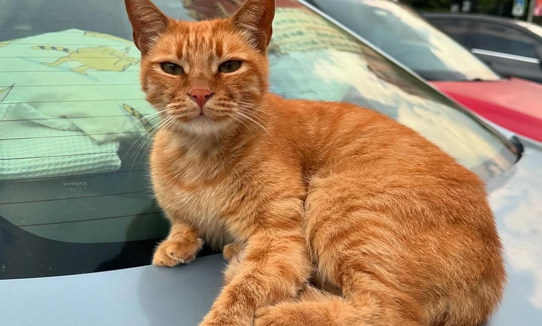 Yozgat Valiliği, 5199 sayılı Hayvanları Koruma Kanunu kapsamında, kedi ve