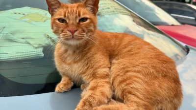 Yozgat Valiliği, 5199 sayılı Hayvanları Koruma Kanunu kapsamında, kedi ve