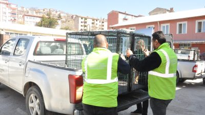 Yozgat Valisi Mehmet Ali Özkan’ın talimatları doğrultusunda, sahipsiz sokak hayvanlarının