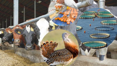 Tarım ve Kırsal Kalkınmayı Destekleme Kurumu (TKDK) Yozgat İl Koordinatörlüğü,