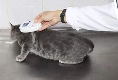 Tarım ve Orman Bakanlığı, kedi, köpek ve gelinciklerin kimliklendirilmesi ve