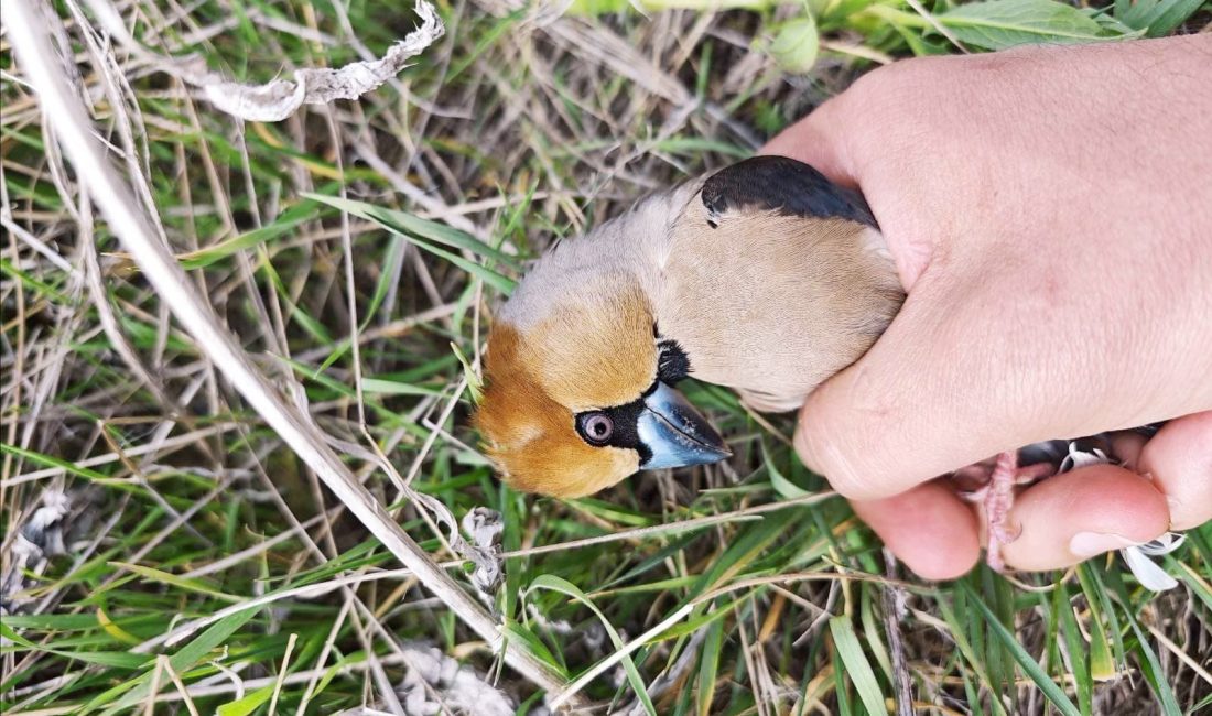 Yozgat İl Jandarma Komutanlığı'na bağlı Sorgun İlçe Jandarma Komutanlığı ekipleri,