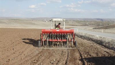 Yozgat’ta, yerli yeşil mercimek tohumlarının tanıtılması ve yaygınlaştırılması amacıyla İl