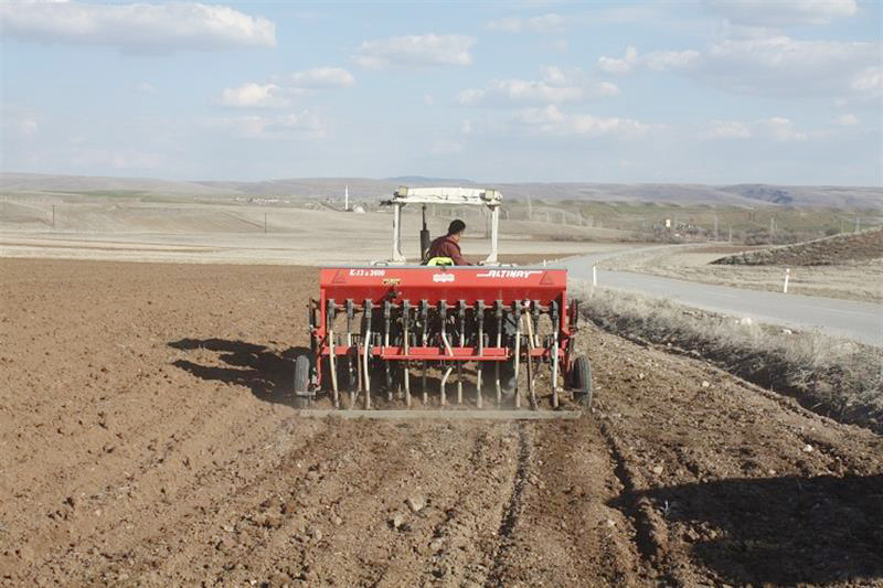 Yozgat’ta, yerli yeşil mercimek tohumlarının tanıtılması ve yaygınlaştırılması amacıyla İl