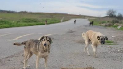 Yozgat Valisi Mehmet Ali Özkan, sahipli hayvanların başıboş bırakılmasının ciddi