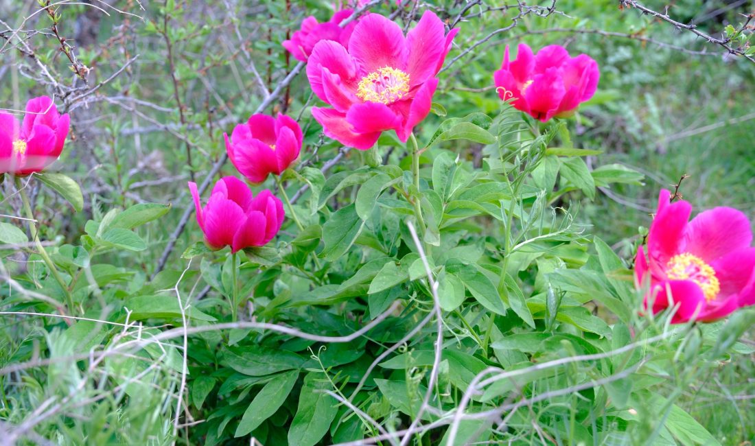 Yozgat, her yıl Mayıs ayında doğanın büyülü bir armağanına tanıklık