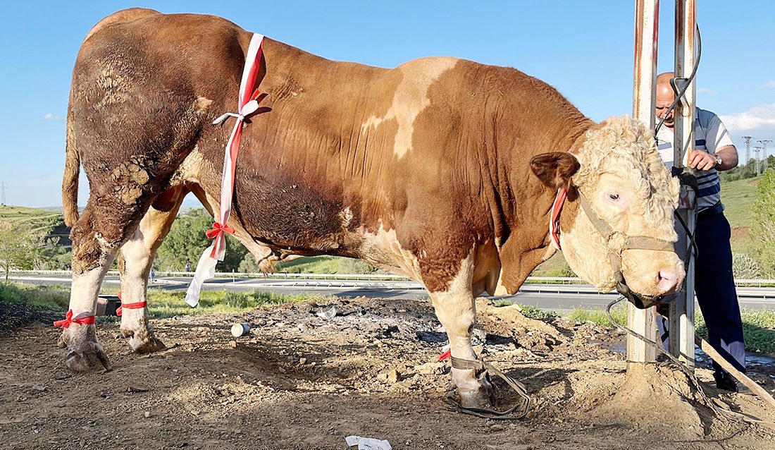 Kurban Bayramı'na günler kala Yozgat’ta dikkat çeken bir kurbanlık satışı