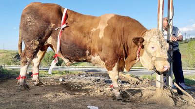 Kurban Bayramı'na günler kala Yozgat’ta dikkat çeken bir kurbanlık satışı
