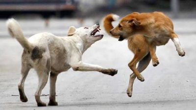 Yozgat Valiliği, kırsal bölgelerdeki sahipli köpeklerin kimliklendirilmesi ve kayıt altına