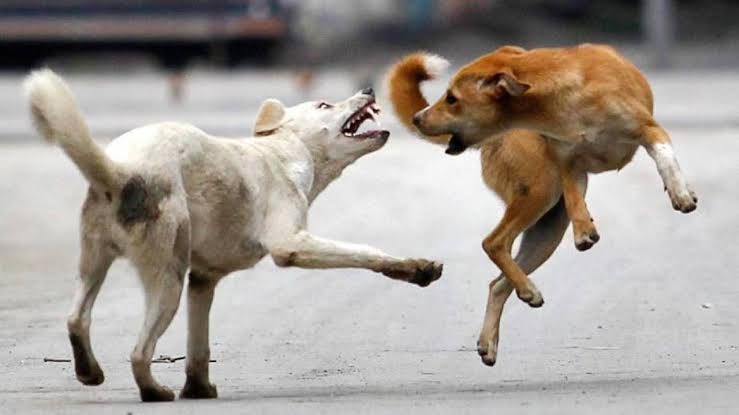 Yozgat Valiliği, kırsal bölgelerdeki sahipli köpeklerin kimliklendirilmesi ve kayıt altına