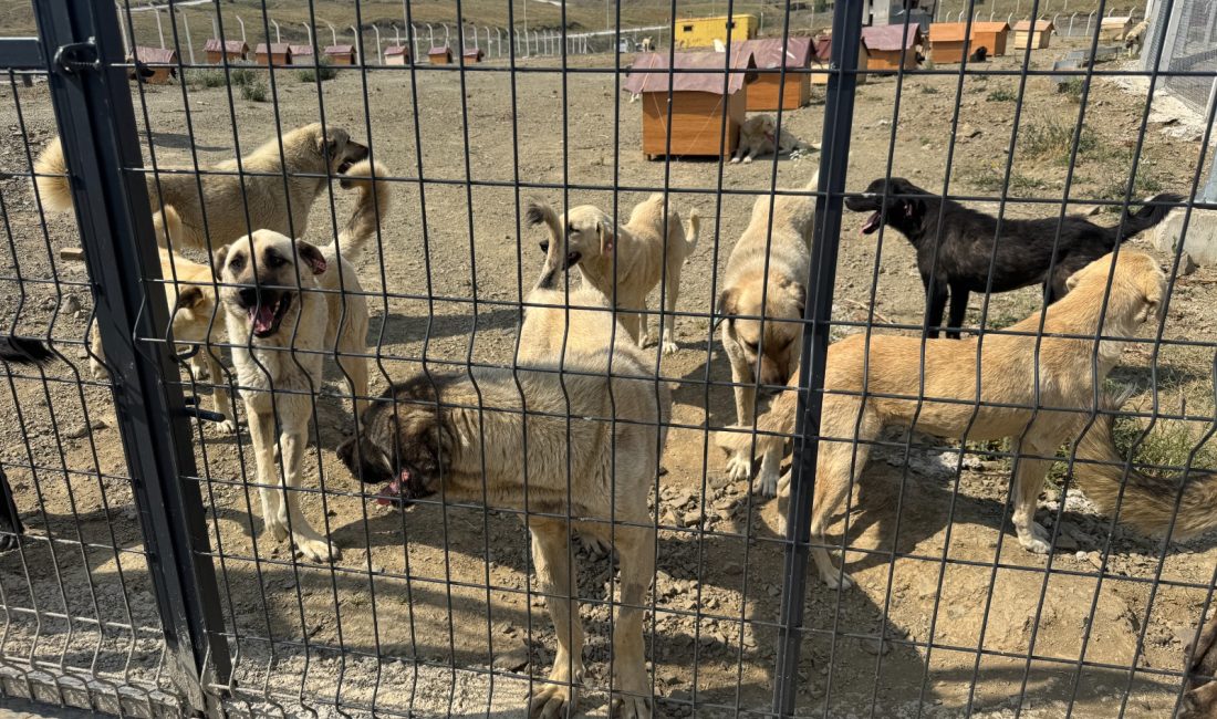 Yozgat Valisi Mehmet Ali Özkan, sahipsiz sokak hayvanlarının bakım, tedavi