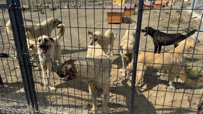 Yozgat Valisi Mehmet Ali Özkan, sahipsiz sokak hayvanlarının bakım, tedavi