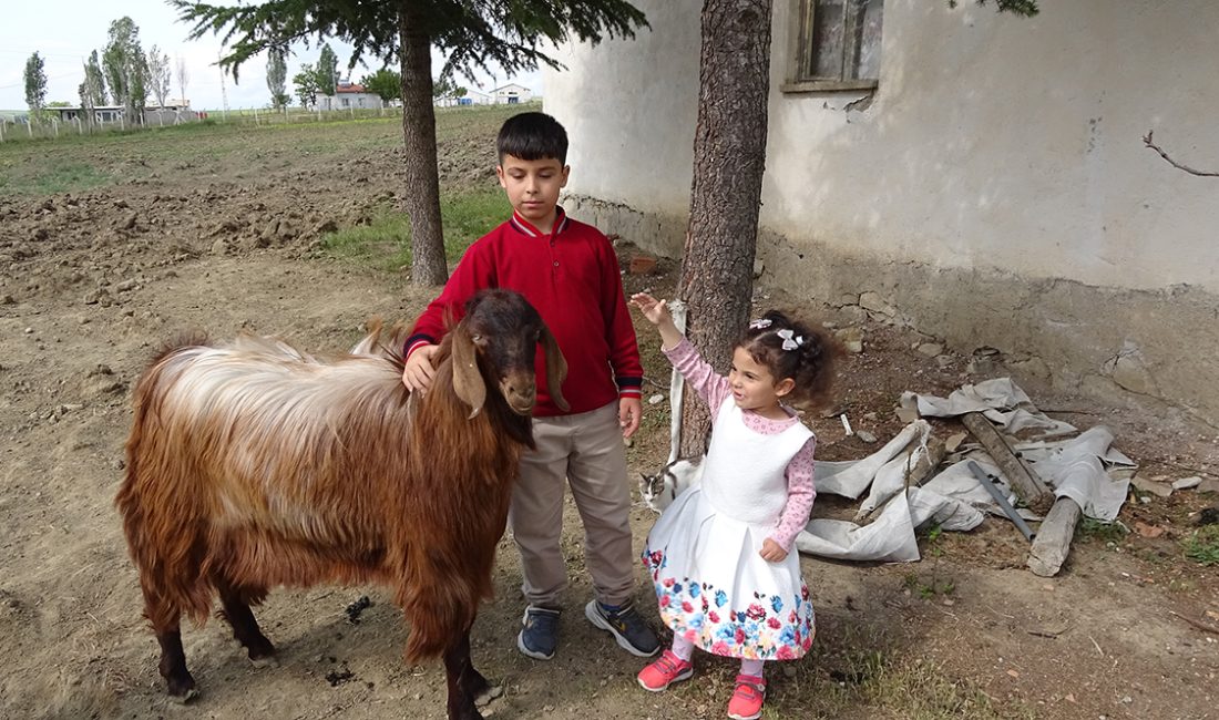 Sorgun ilçesine bağlı Dişli Köyü'nde yaşayan 11 yaşındaki Emir Ali