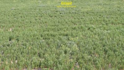 Yozgat İl Tarım ve Orman Müdürlüğü, çiftçilerin verimli ve kaliteli