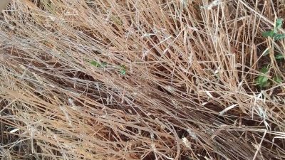 Yozgat genelinde 21 Haziran Cumartesi günü etkili olan sağanak yağış