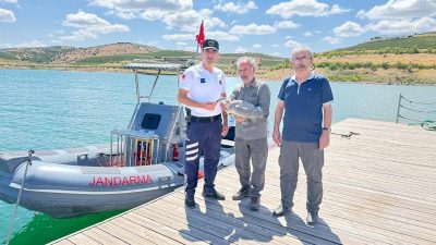 Yozgat’ın Çekerek ilçesinde, Süreyya Bey Barajı’nda yaralı halde bulunan gri